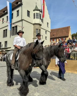 pferde am umzug stadtmauerfest nördlingen 2025